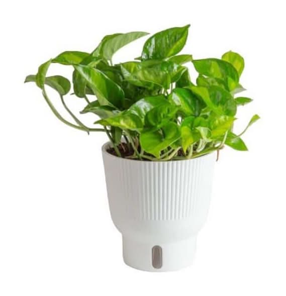 ginseng bonsai tree Ficus Ginseng  Hey Rooted