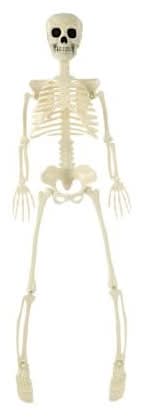 Posable Skeleton White
