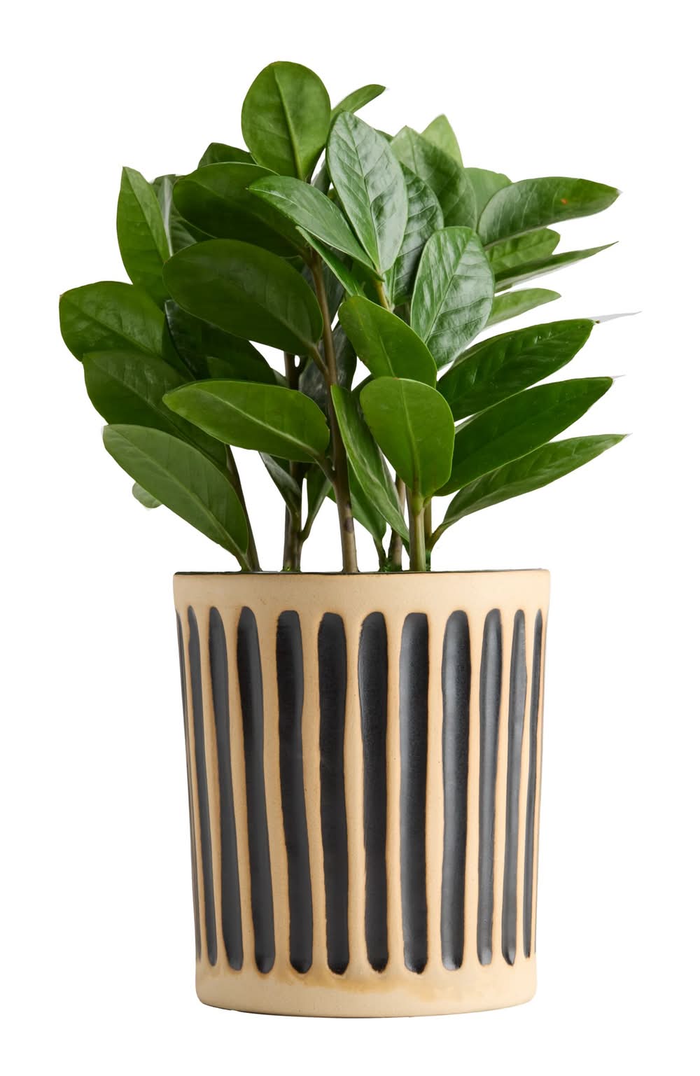LiveTrends Forged Channels - Assorted Foliage House plant in 12.00 Ounce(s) Pot 1 -Pack