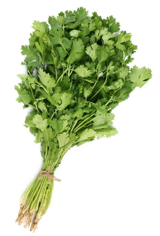 Cilantro
