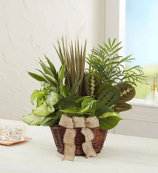 Classic Dish Garden [Small]