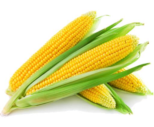 Sweet Corn Yellow