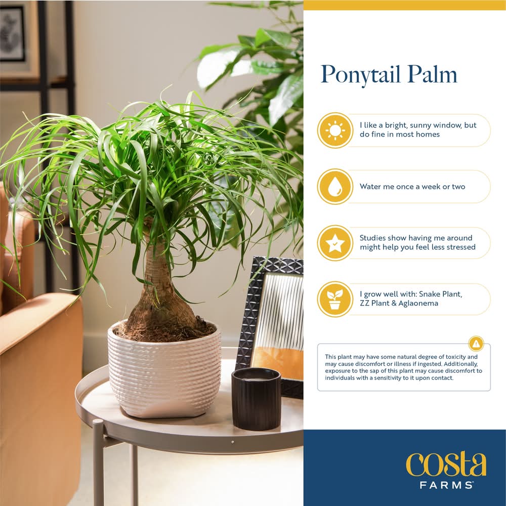 Costa Farms Self-Watering Pot Ponytail Palm House Plant 1.4 Quart Delivery  Near Me | Order Online | Uber Eats