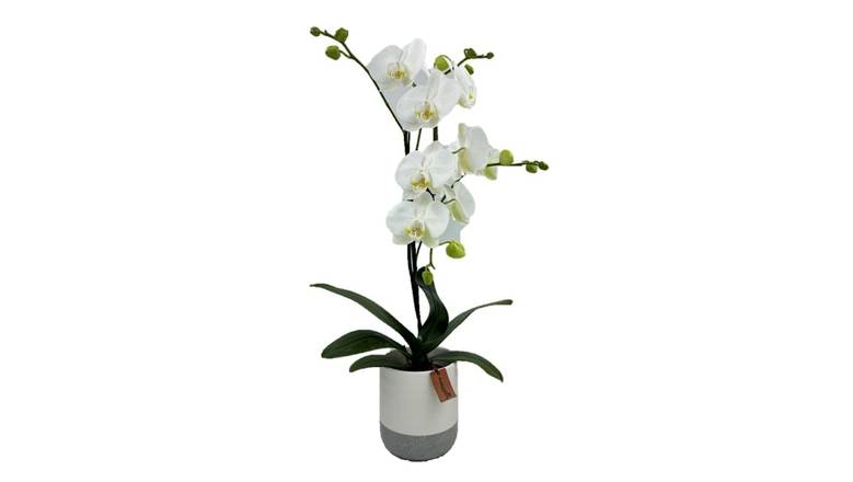 5" Orchid in Ceramic - White