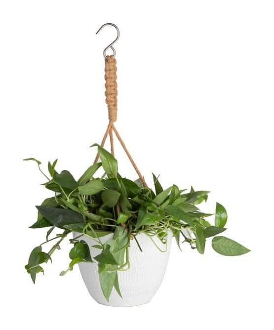 money tree plant for sale Money Tree Plant with Planter - Small (12"-16" tall) Cream Planter