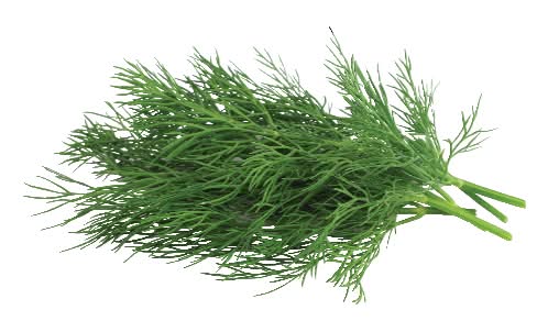 Organic Dill