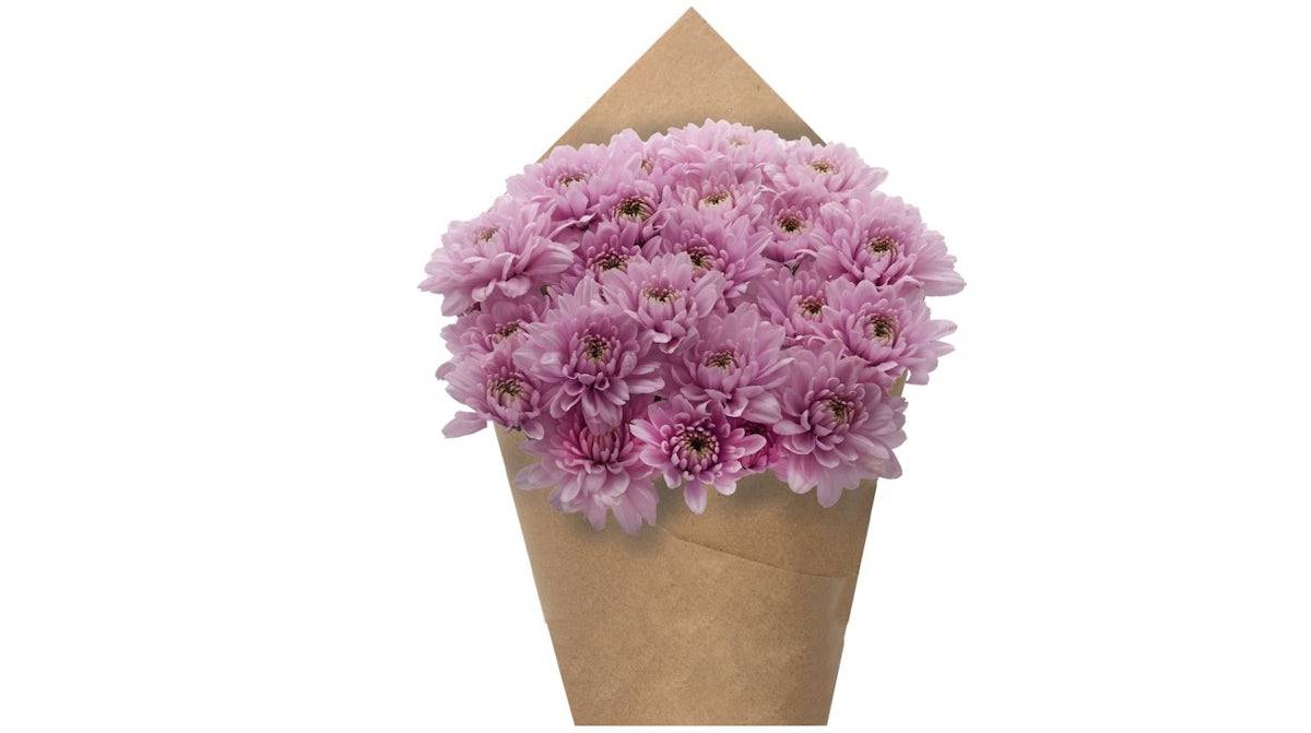 Premium Poms - Lavender Cushion, 6 stem