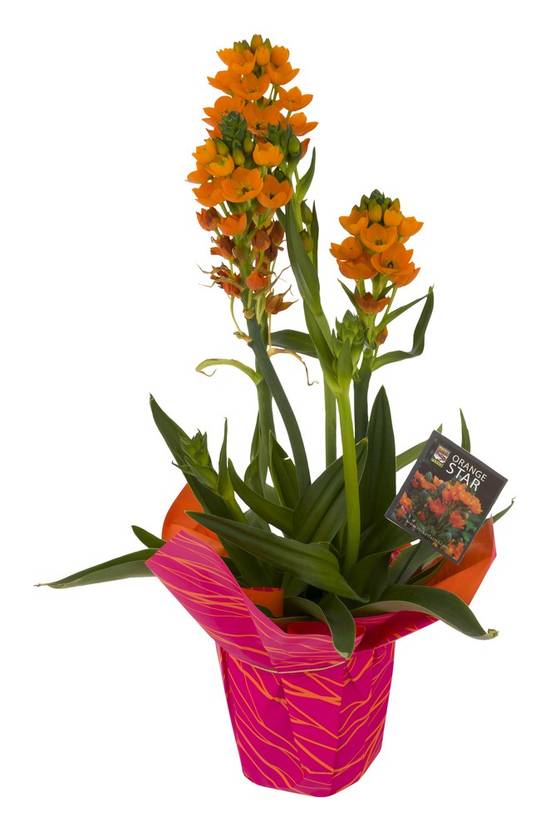 Rocket Farms Orange Star Flower (1 ct)