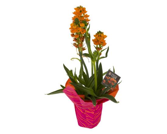 Rocket Farms · Orange Star Flower (1 ct)