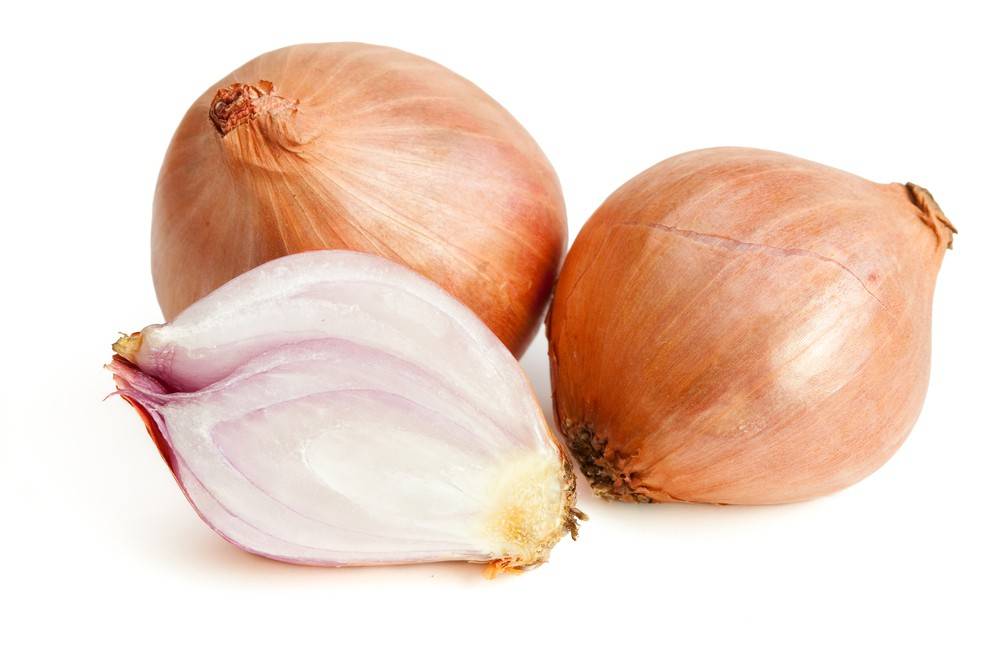 Shallot