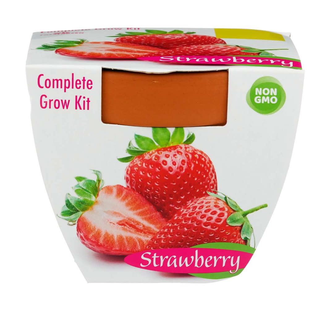 Terra Cotta Grow Kit 1 Ct Assorted