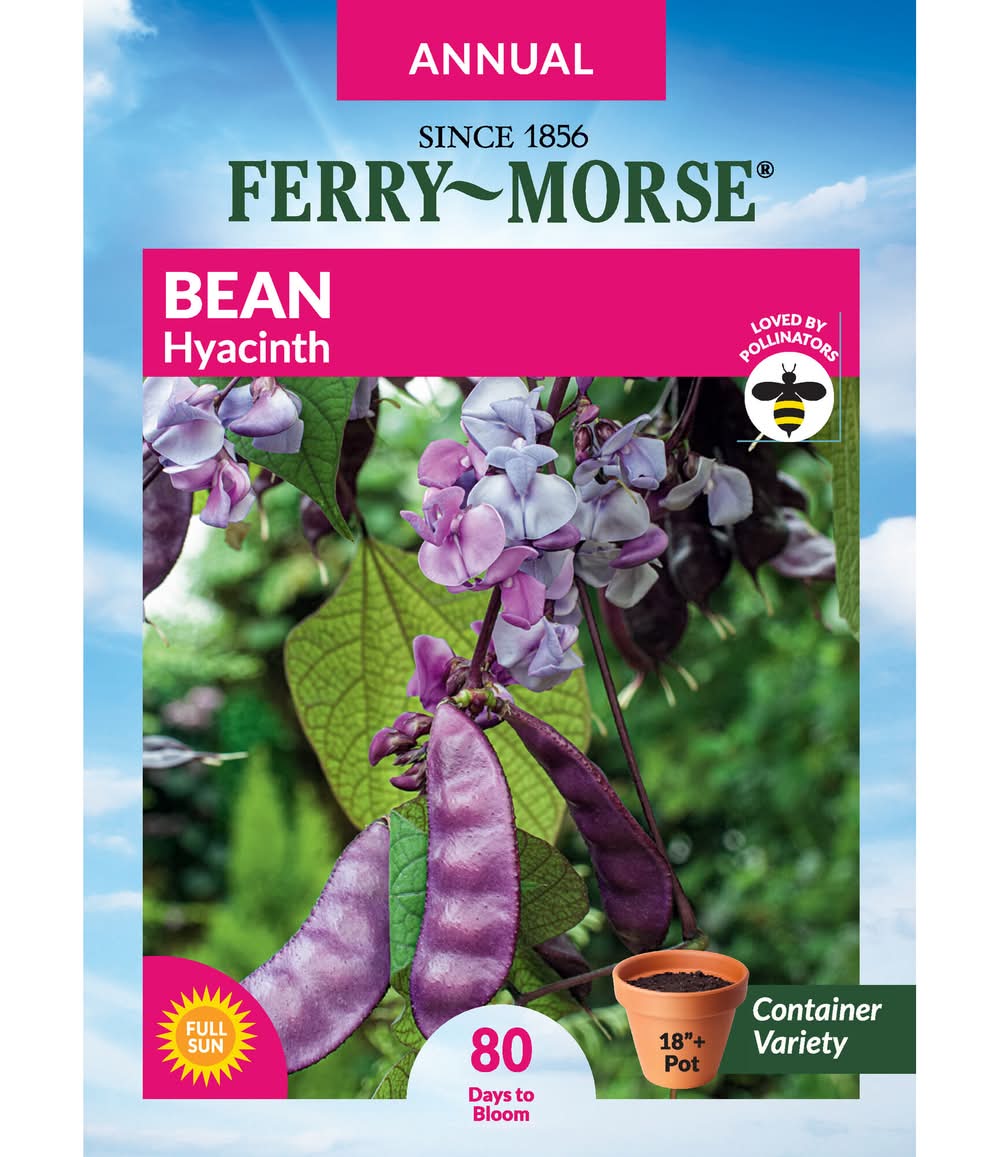 Ferry-Morse A BEAN HYACINTH