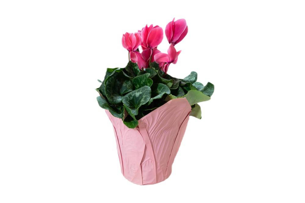 Cyclamen