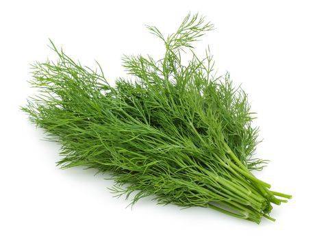 Aneth frais - fresh dill
