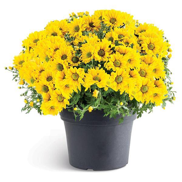 Florist Distributing 12" Outdoor Mum