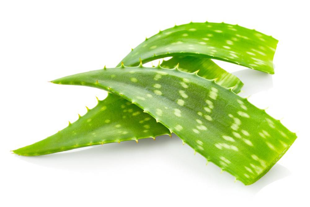 Aloe Vera Leaves