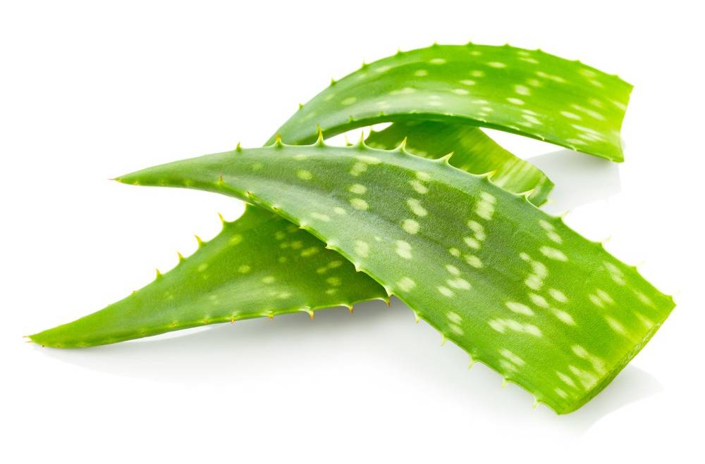 anthurium goliath NFS: Anthurium Goliath x Dark Phoenix main image 1