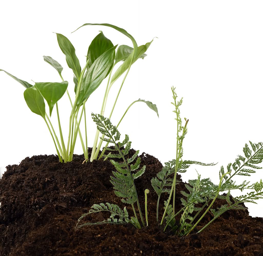 Thrive™ Tropical Live Terrarium Plant (Color: Green, Size: Medium)