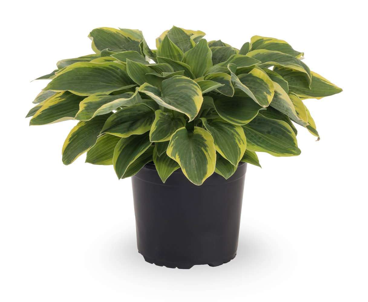 Lowe's Purple Minuteman Hosta Plant in 2.5 -Quart Pot 1 -Pack