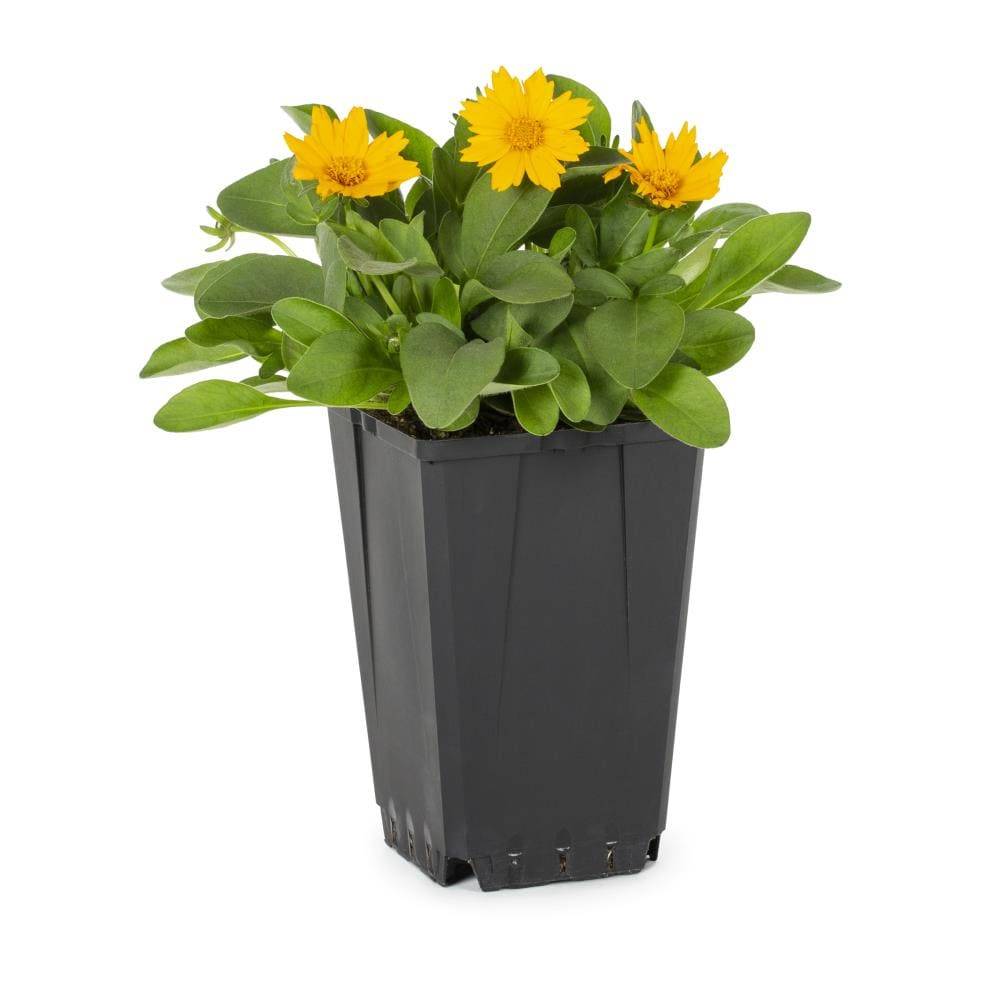 Lowe's Yellow Coreopsis Plant in 1-Quart Pot | 418052