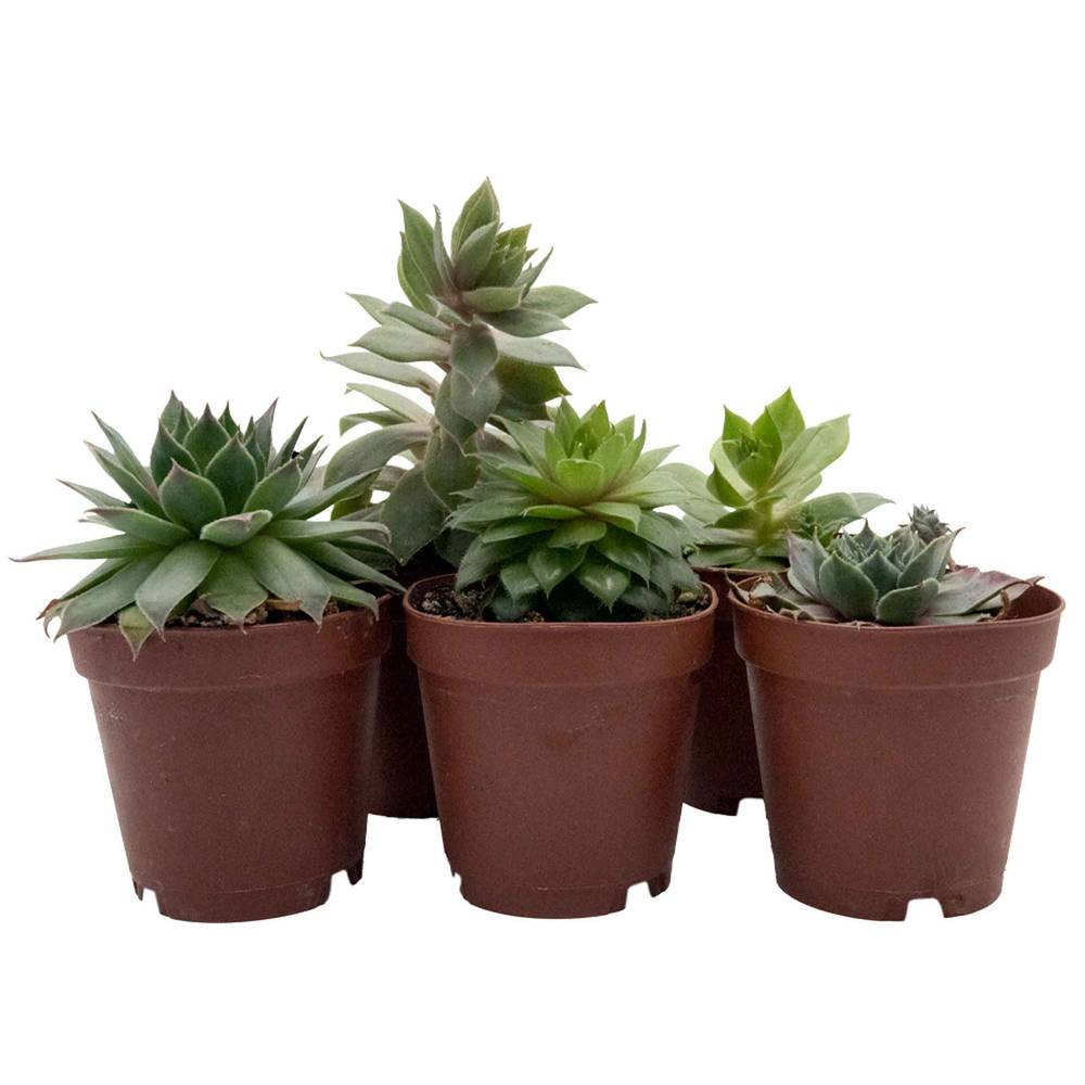 Reptifauna Sempervivum, Assorted - Not Available For Delivery