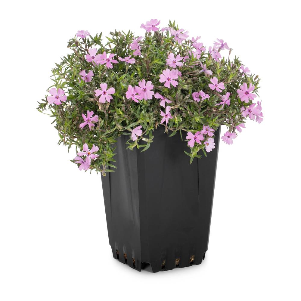 Lowe's Creeping Phlox Plant in 1-Quart | 334937