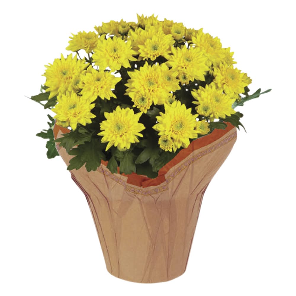 Assorted Mum 6" 1 Ea