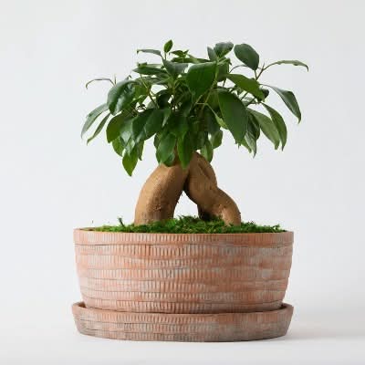 Good Little Garden Live Terrace Garden Houseplant