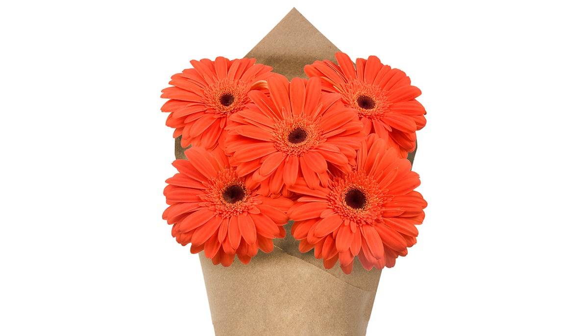 Gerberas Bunch - Orange, 5 stem