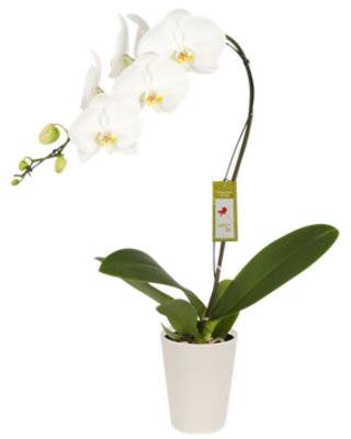 Debi Lilly Orchid Grande White 5 Inch - Each