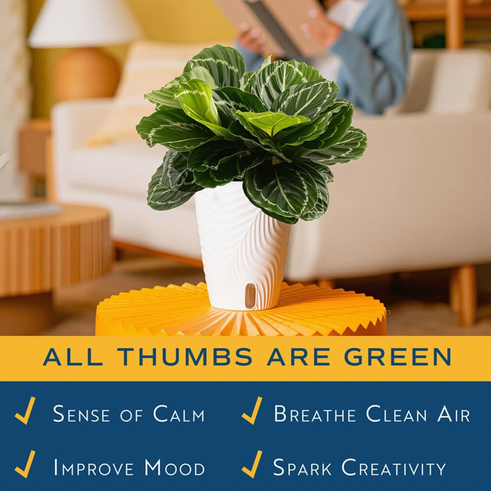 Costa Farms Calathea House Plant - Thumbnail 4