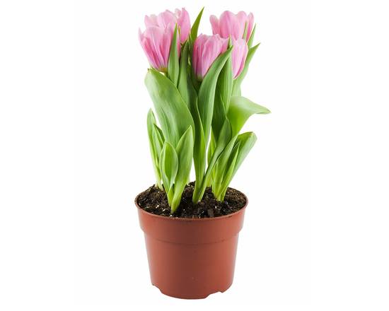 Tulip Plant (6 in)