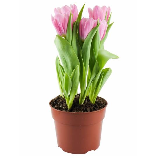 Tulip Plant (6 in)