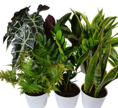 Foliage Plant In Ceramic Pot 5.5 Inch - Each