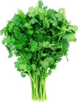 Cilantro Bagged