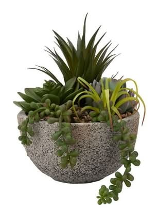 Anko Succulent Plant in Pot