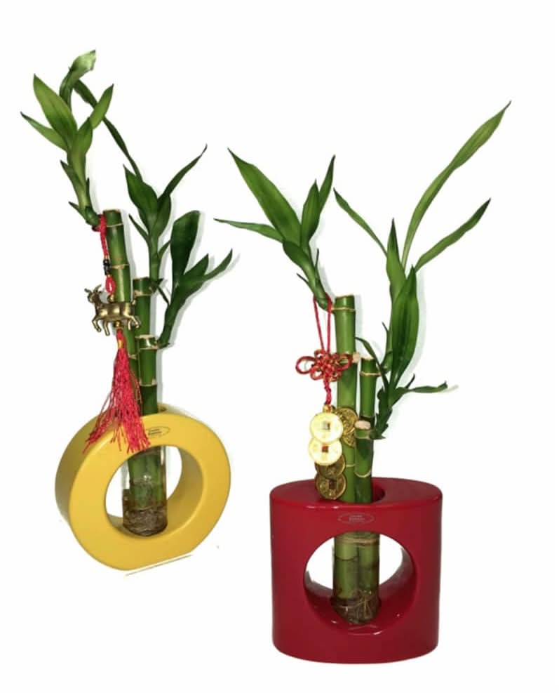99 International Small Home Décor Lucky Bamboo
