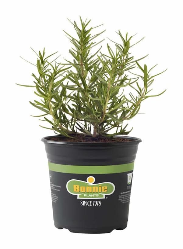 Bonnie Plants 25 Oz. Rosemary Herb Plant