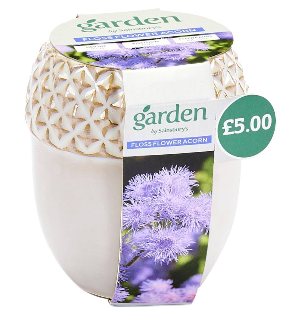 Sainsbury's White Daisy Acorn