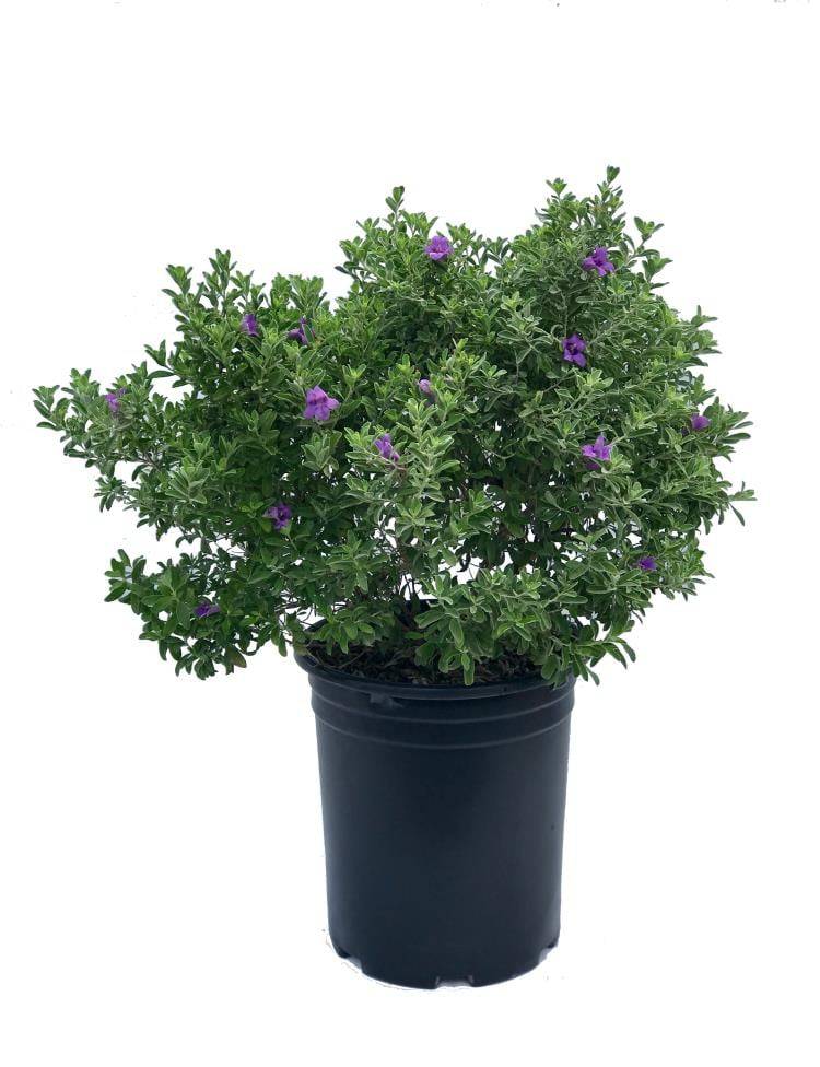 Lowe's Texas Sage Flowering Shrub in -Gallon Pot 1.0 -Pack with Purple Blooms | 374875