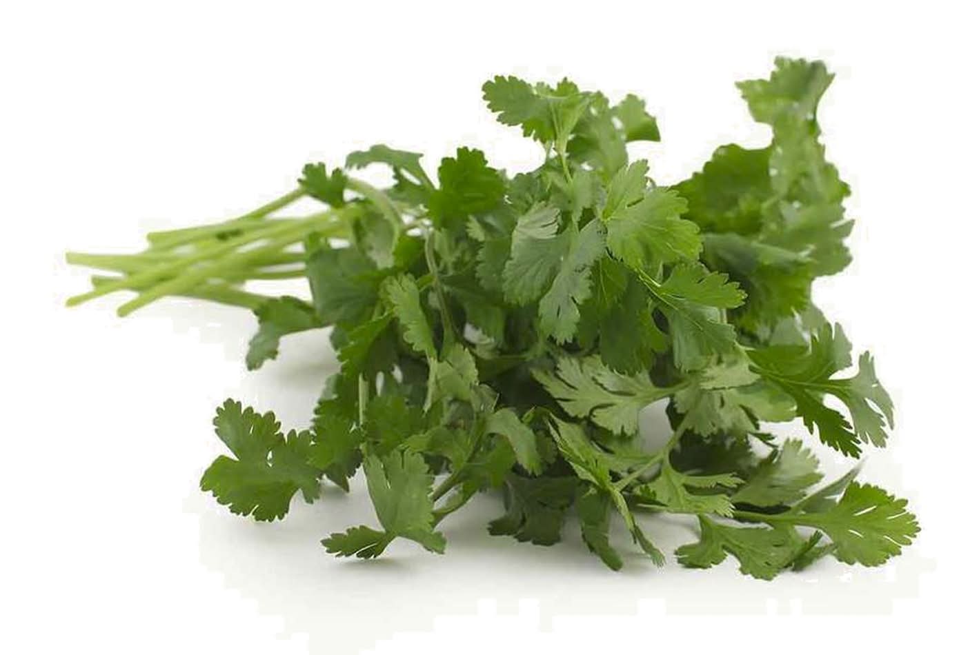 Coriander