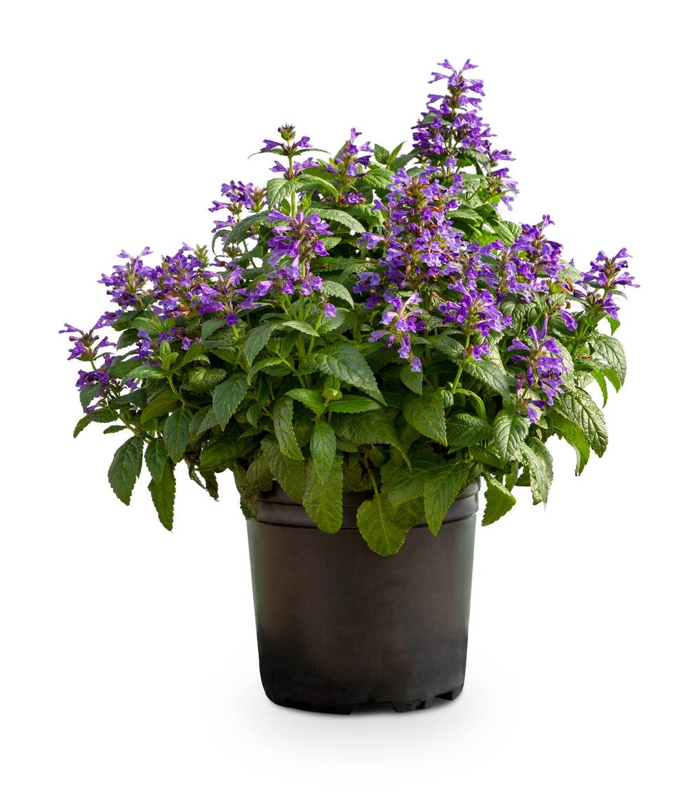 Lowe's Lavender Catmint Plant in 2.5 -Quart Pot 1 -Pack | 2.5QTNEPETP