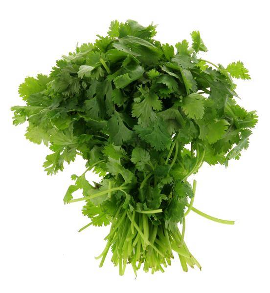 Cilantro