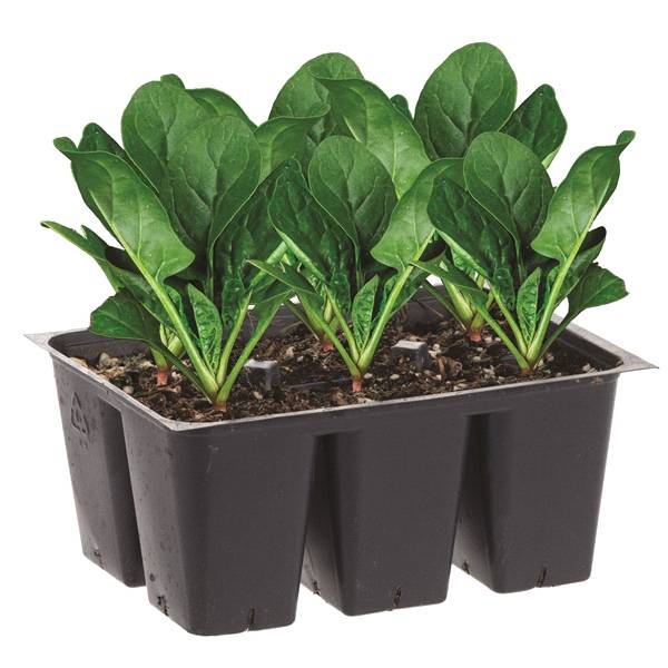 Bonnie Plants 606 Pack Spinach - Bonnies