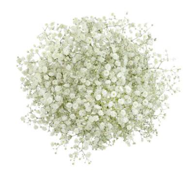 Babys Breath Gypsophila Million Star - Each