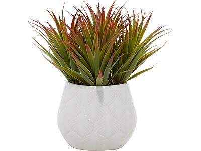 Uma Succulent in Decorative Vase (64084)
