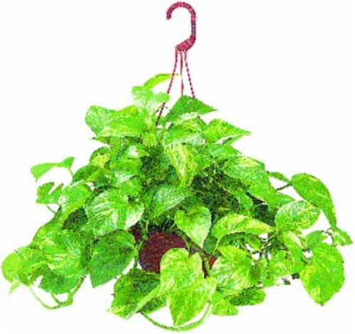 Assorted Foliage 8-Inch Hanging Basket