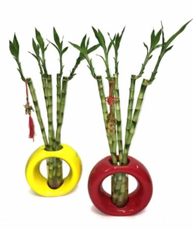 99 International Large Home Décor Lucky Bamboo