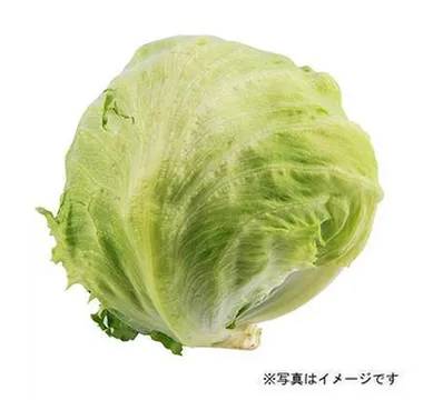 レタス 1ｺ