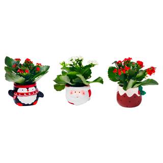 Co-op Festive Mini Ceramics Plant